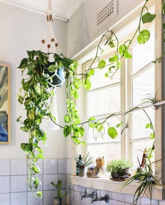 kitchen decoration ideas with plants